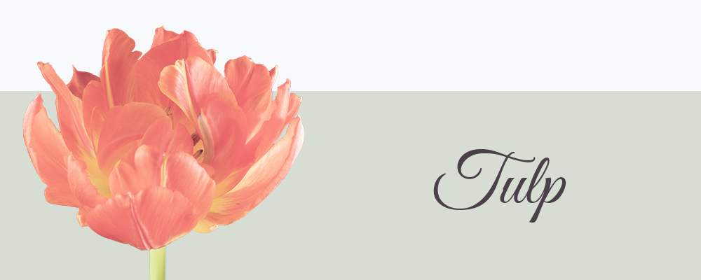 Tulp bloemensoort