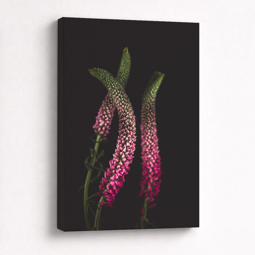 Canvas Schilderij Veronica Roze