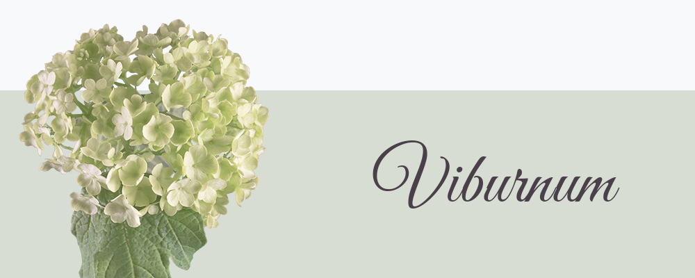 Viburnum bloemensoort