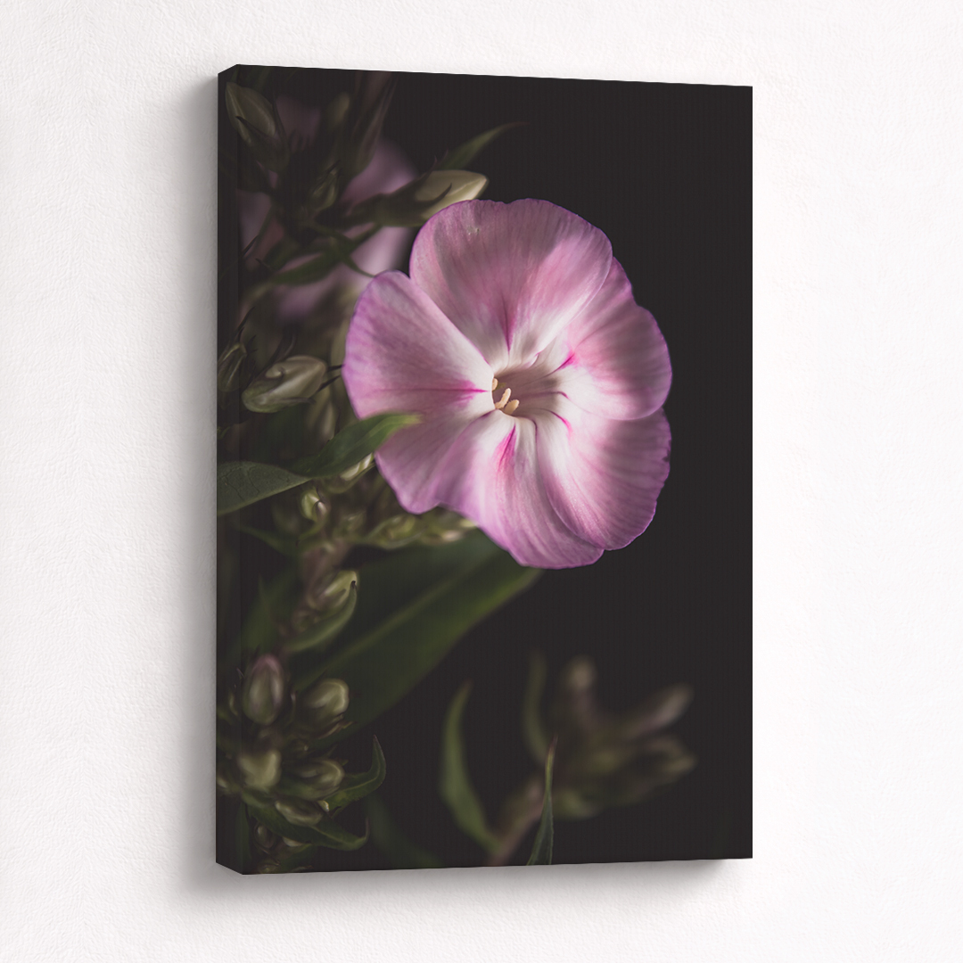 Canvas Schilderij Vlambloem Roze