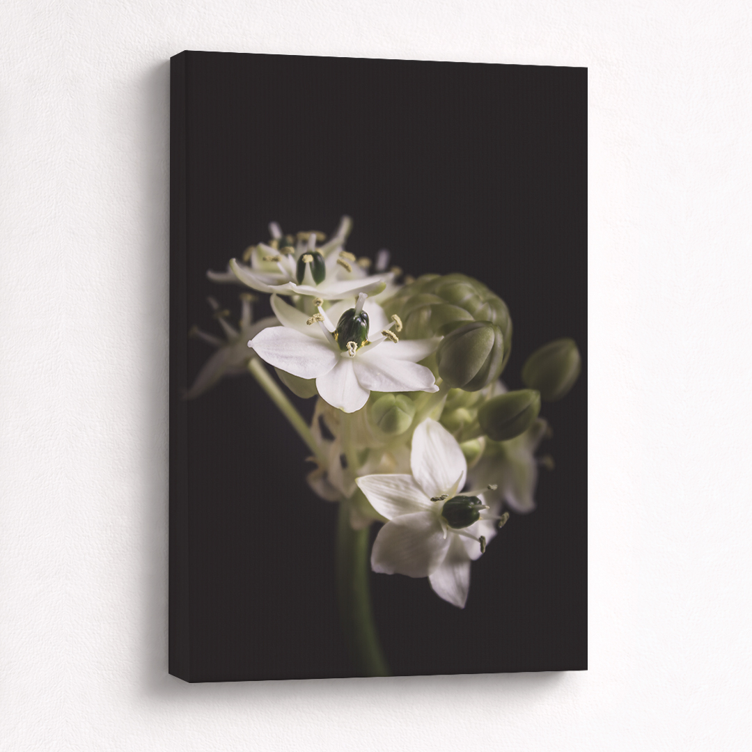 Canvas Schilderij Vogelmelk Wit