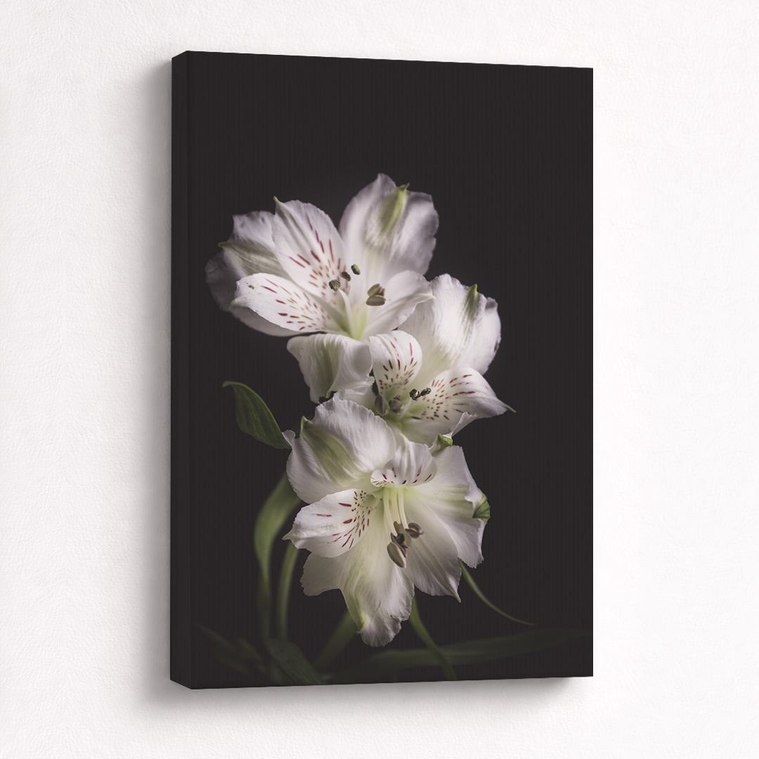 Canvas Schilderij Witte Bloemen