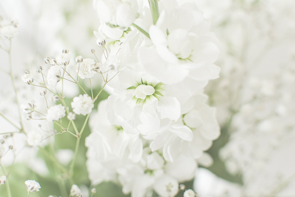 Betekenis witte bloemen