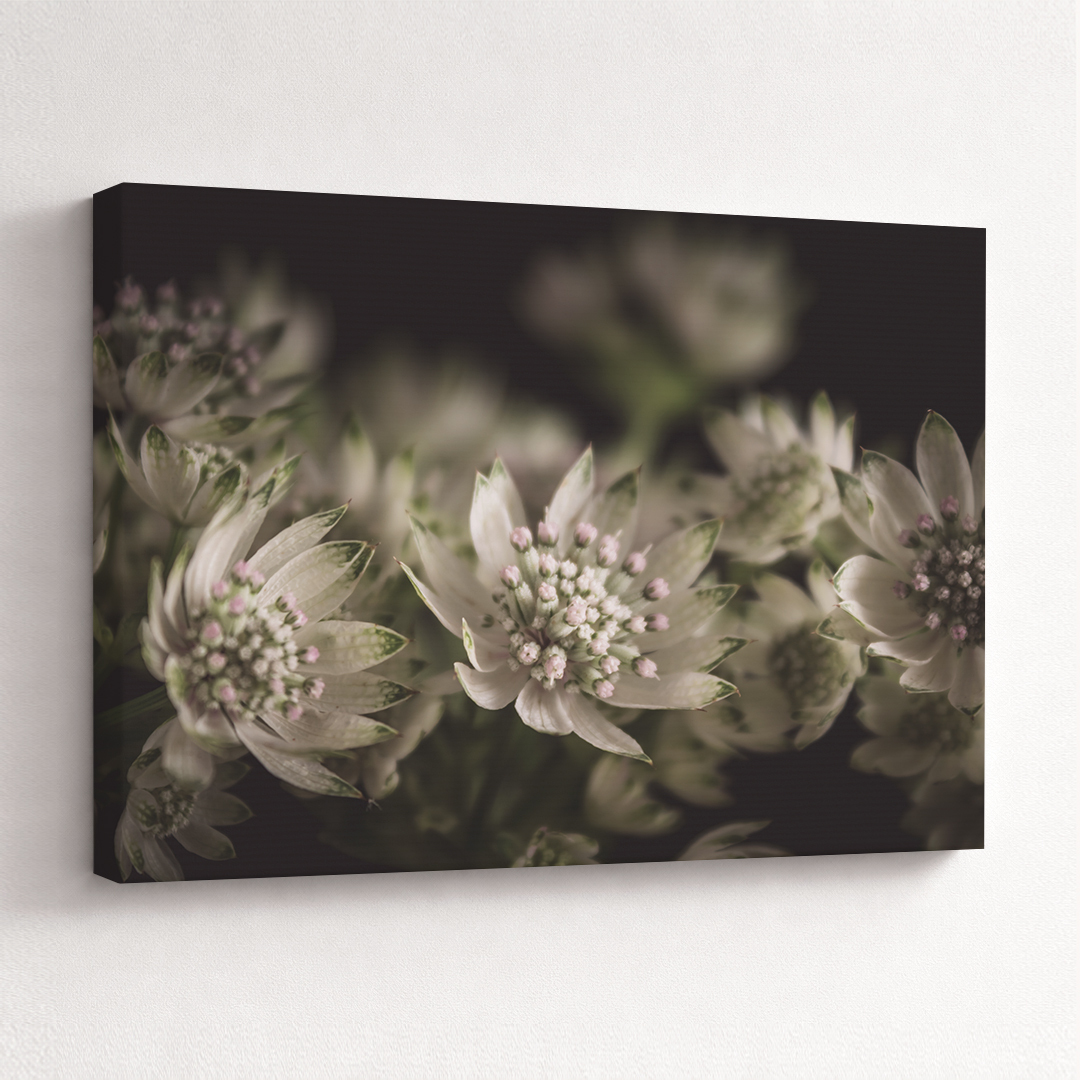 Canvas Schilderij Zeeuws Knoopje Wit