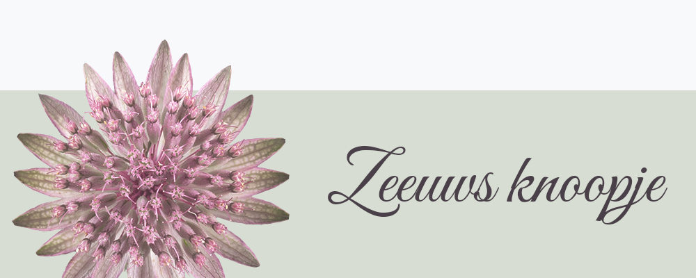 Zeeuws knoopje bloemensoort