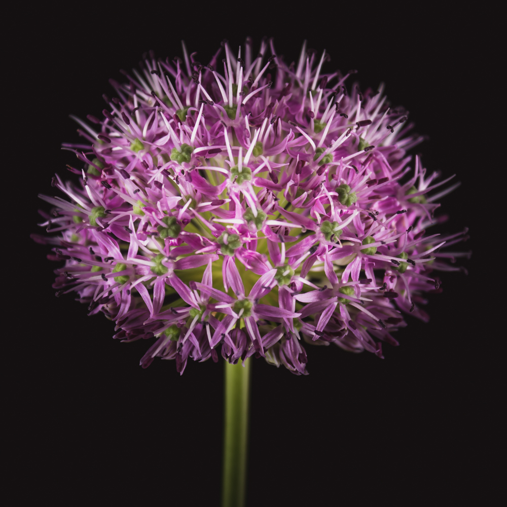 Allium in bloemenkunst