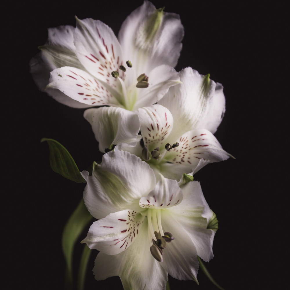 Alstroemeria in bloemenkunst