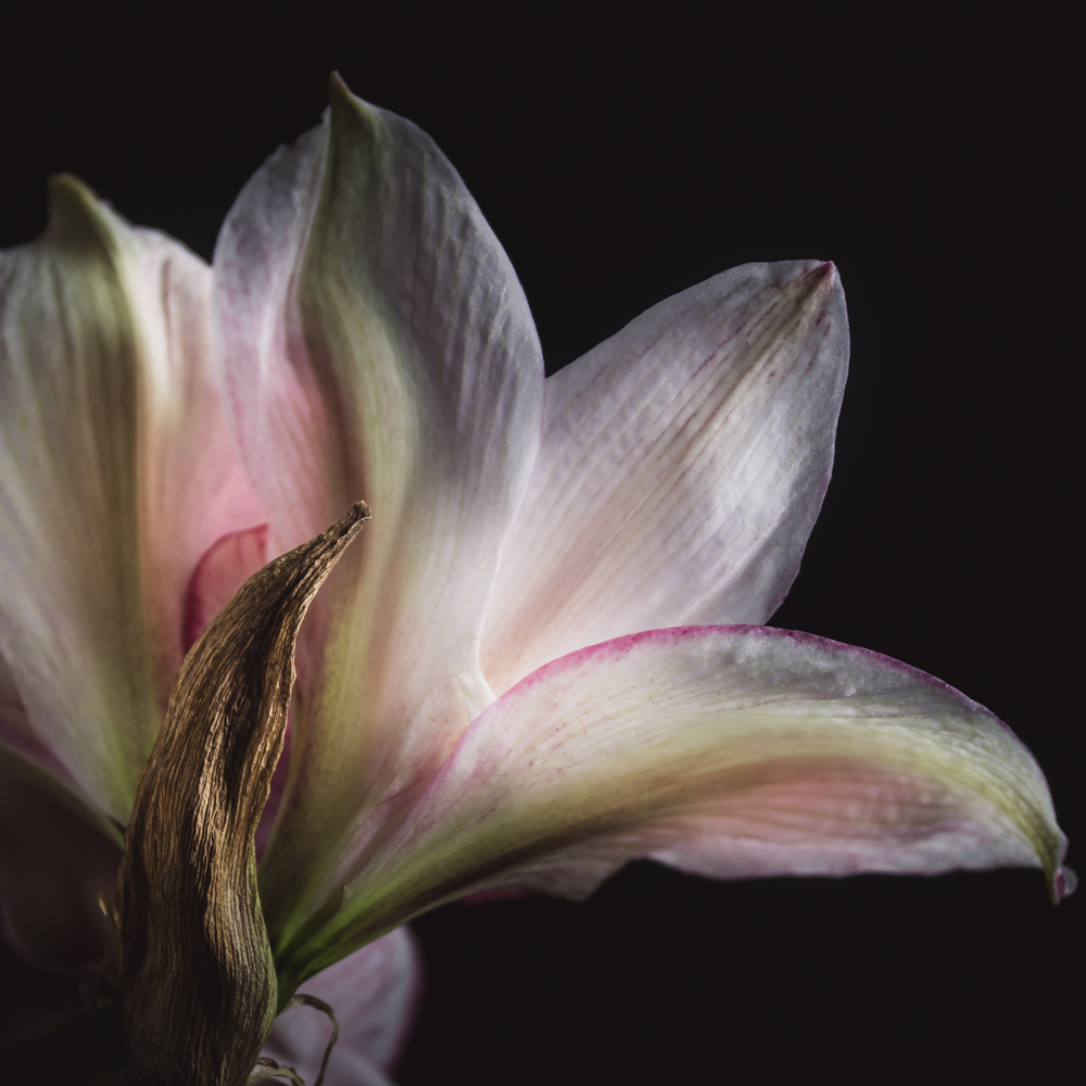 Amaryllis in bloemenkunst