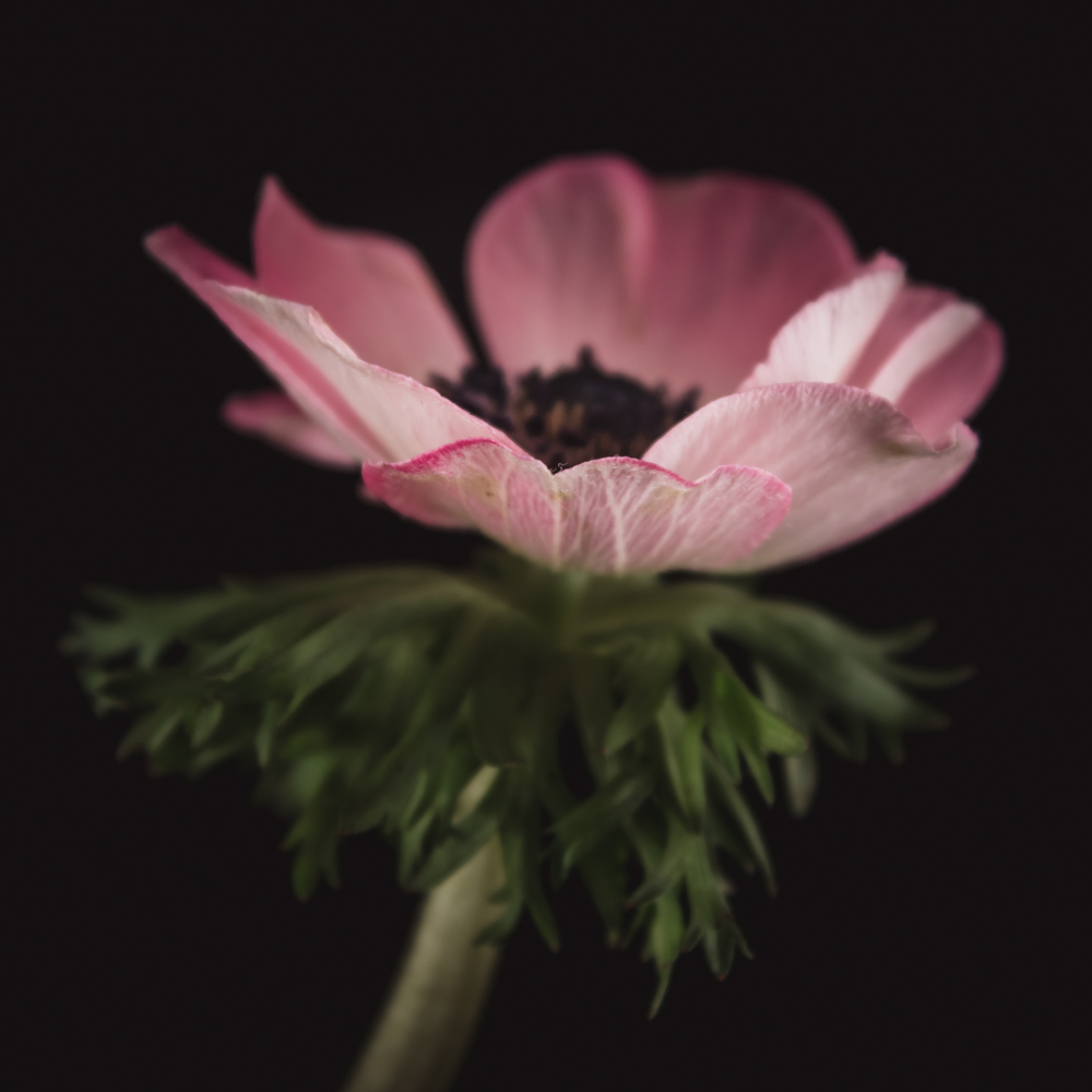 Anemoon in bloemenkunst