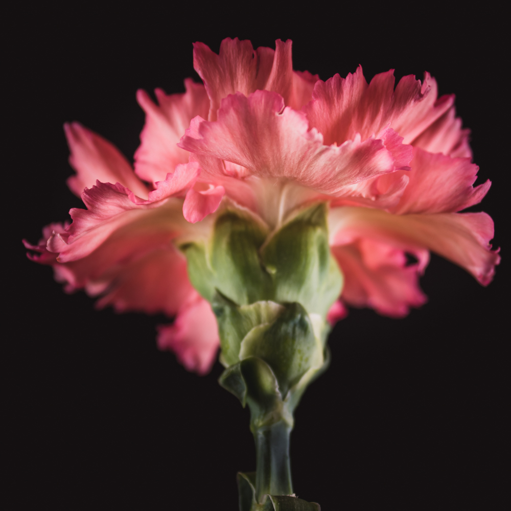 Anjer in bloemenkunst