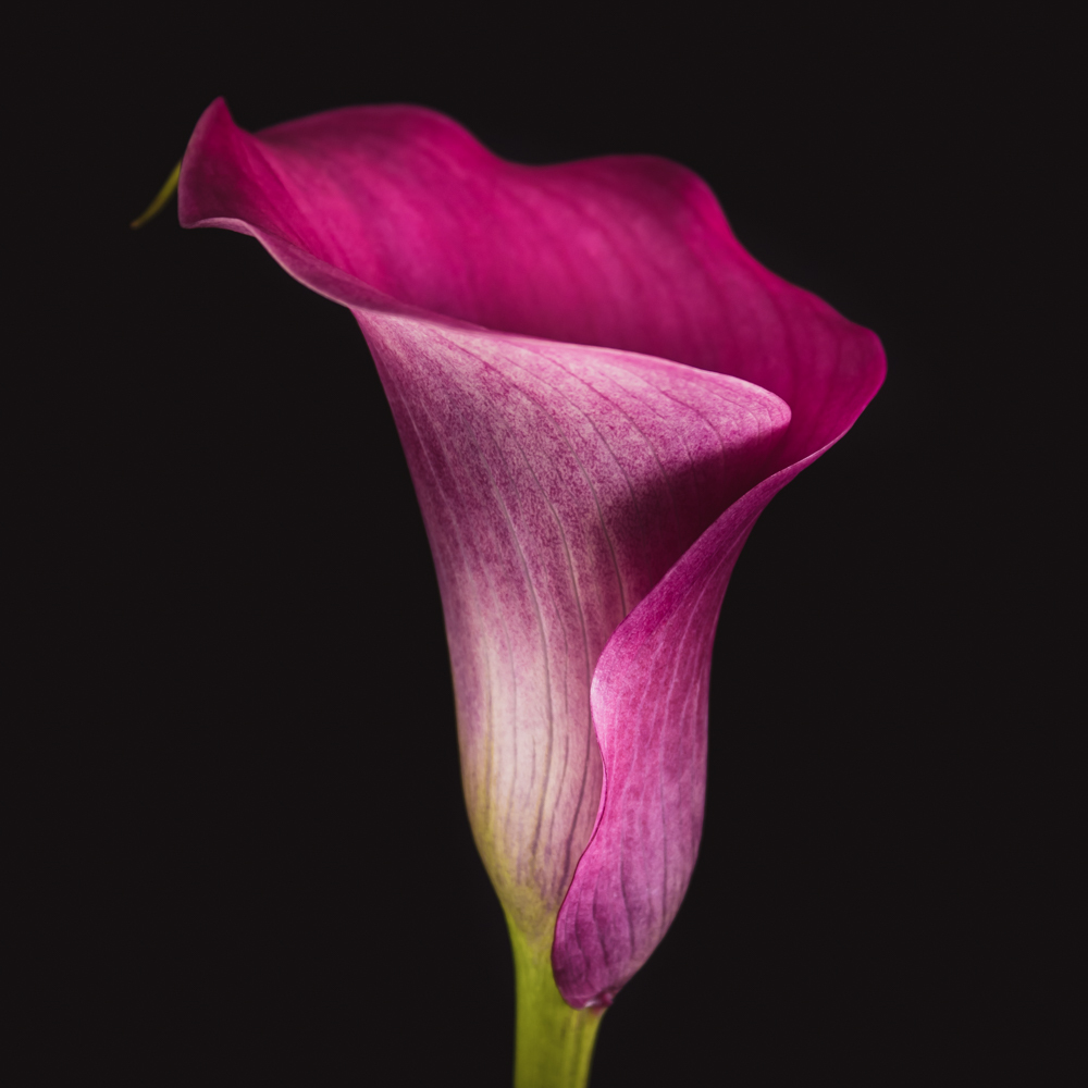 Calla in bloemenkunst