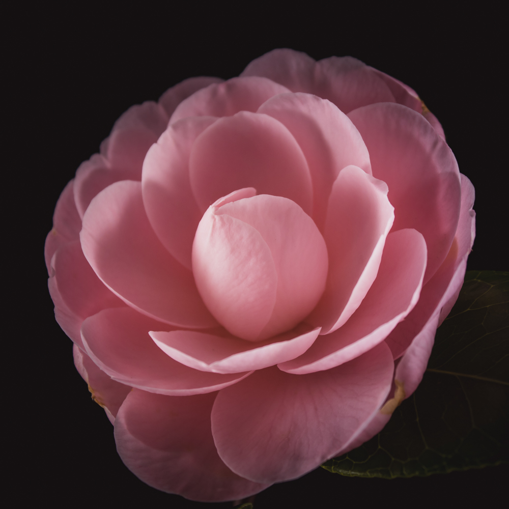 Camellia in bloemenkunst