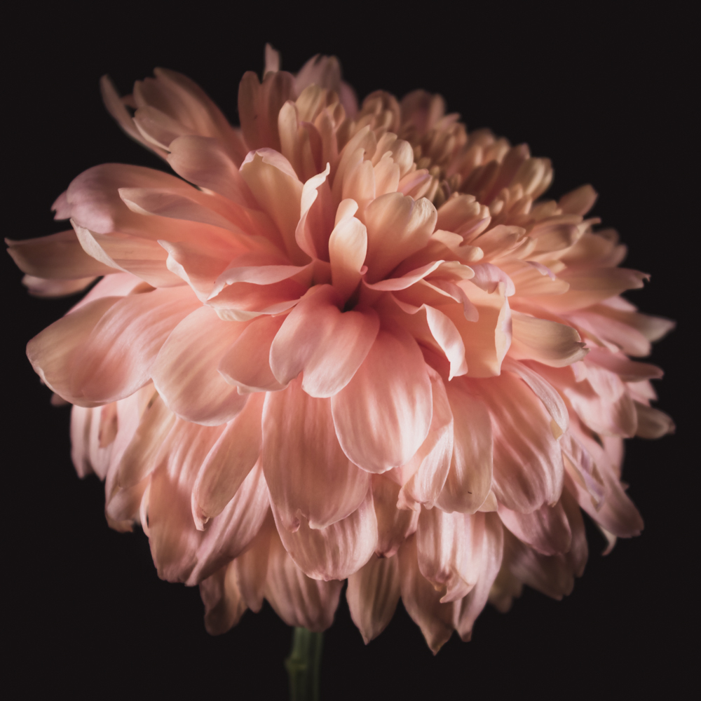 Chrysant in bloemenkunst