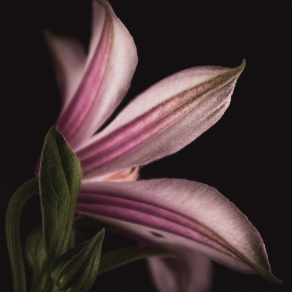 Clematis in bloemenkunst