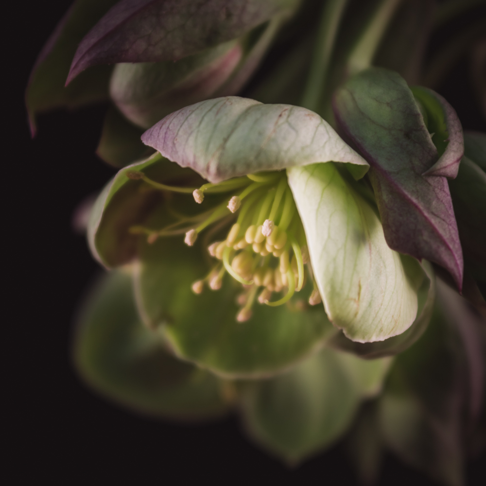 Helleborus in bloemenkunst