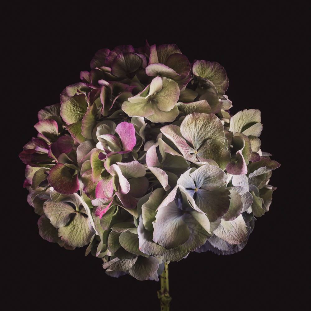 Hortensia in bloemenkunst