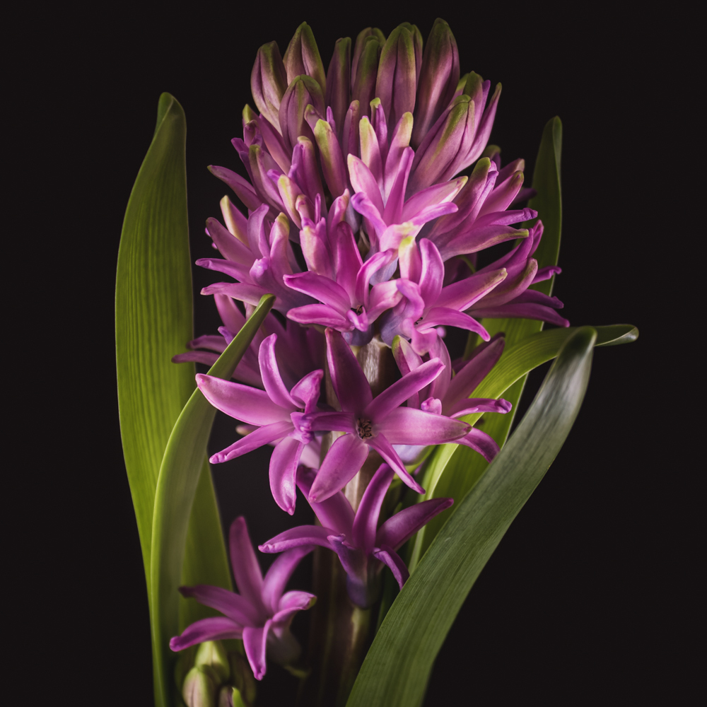 Hyacint in bloemenkunst