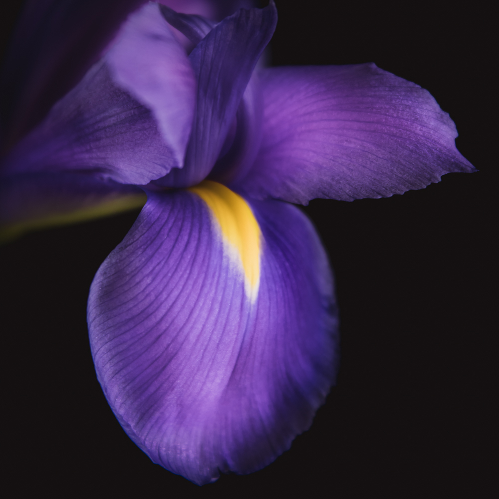 Iris in bloemenkunst