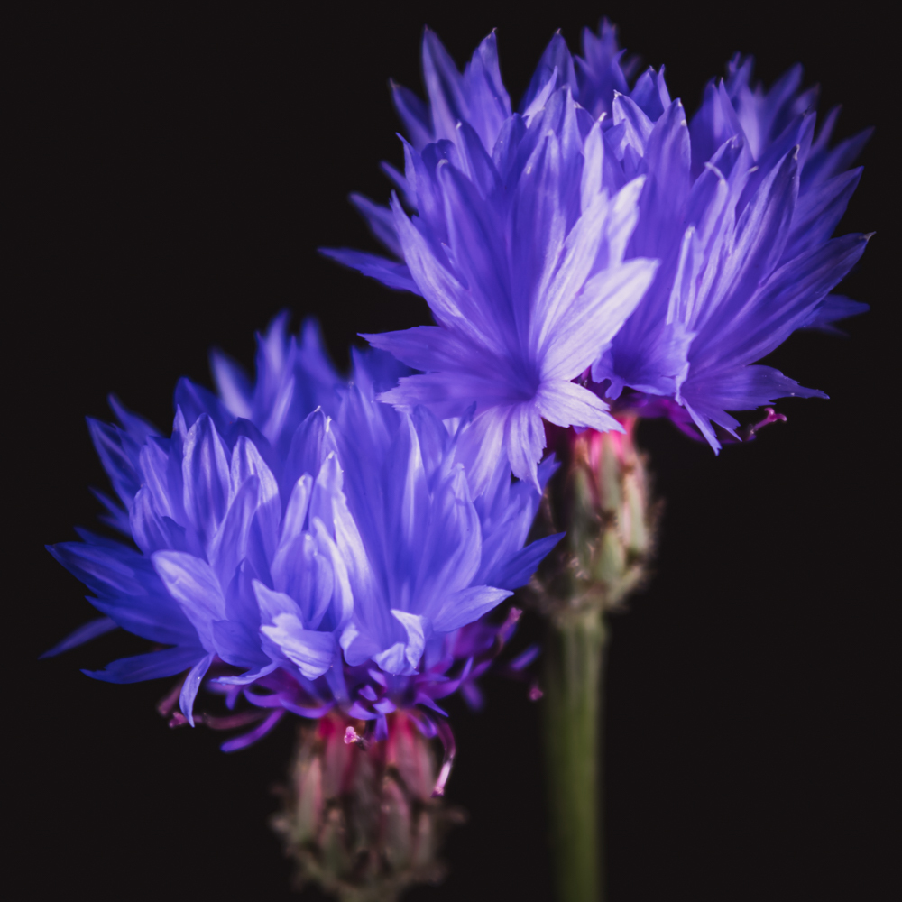 Korenbloem in bloemenkunst