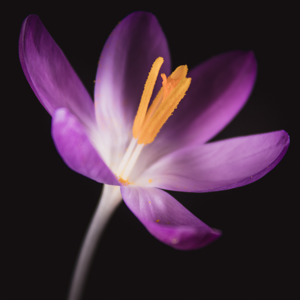Krokus in bloemenkunst