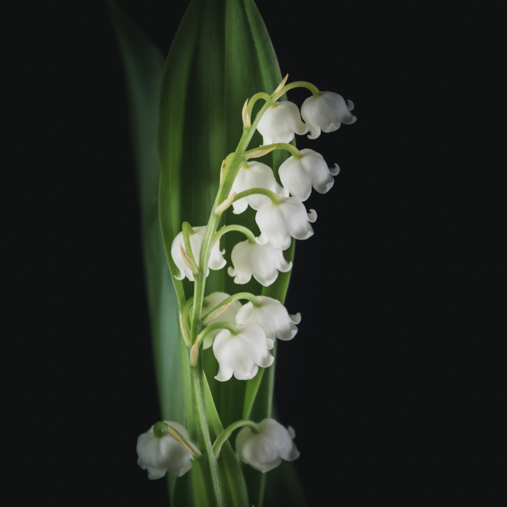 Lelietje-van-dalen in bloemenkunst