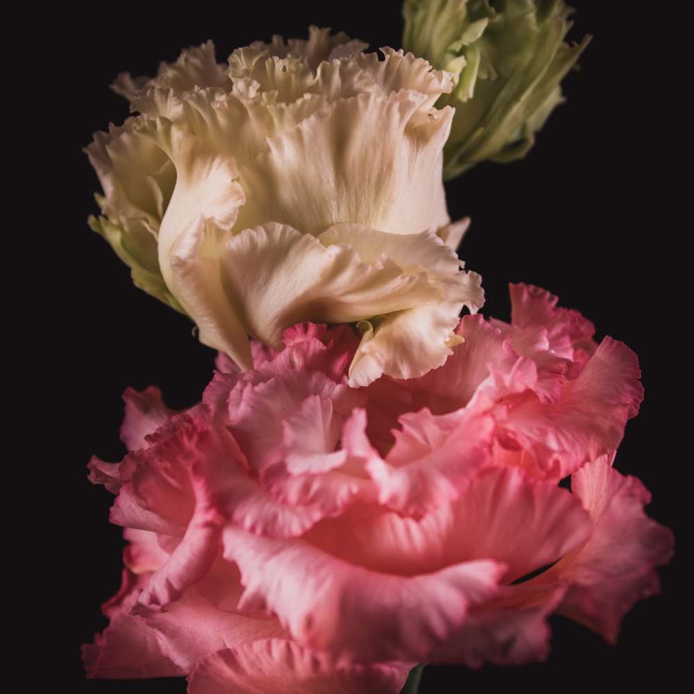 Lisianthus in bloemenkunst