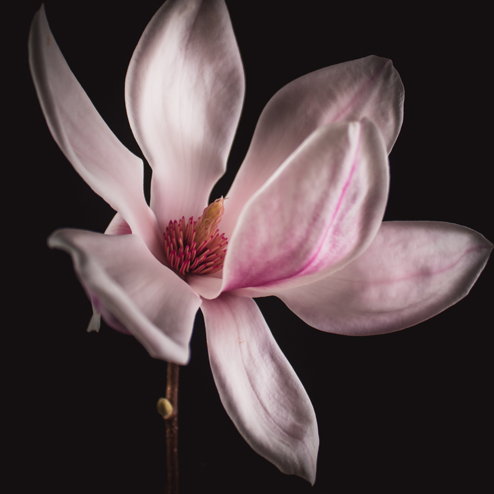 Magnolia in bloemenkunst