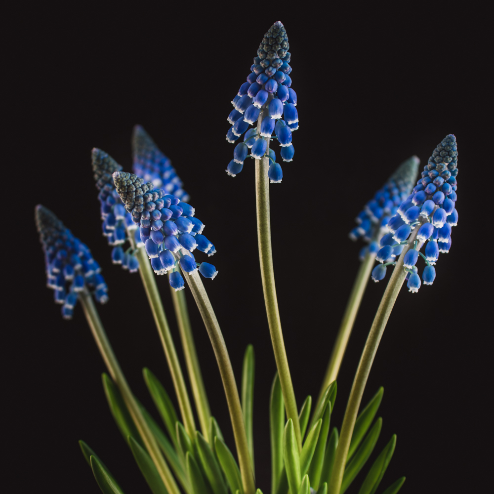 Muscari in bloemenkunst