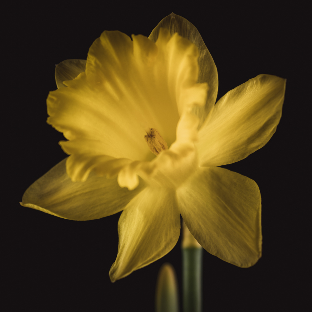 Narcis in bloemenkunst