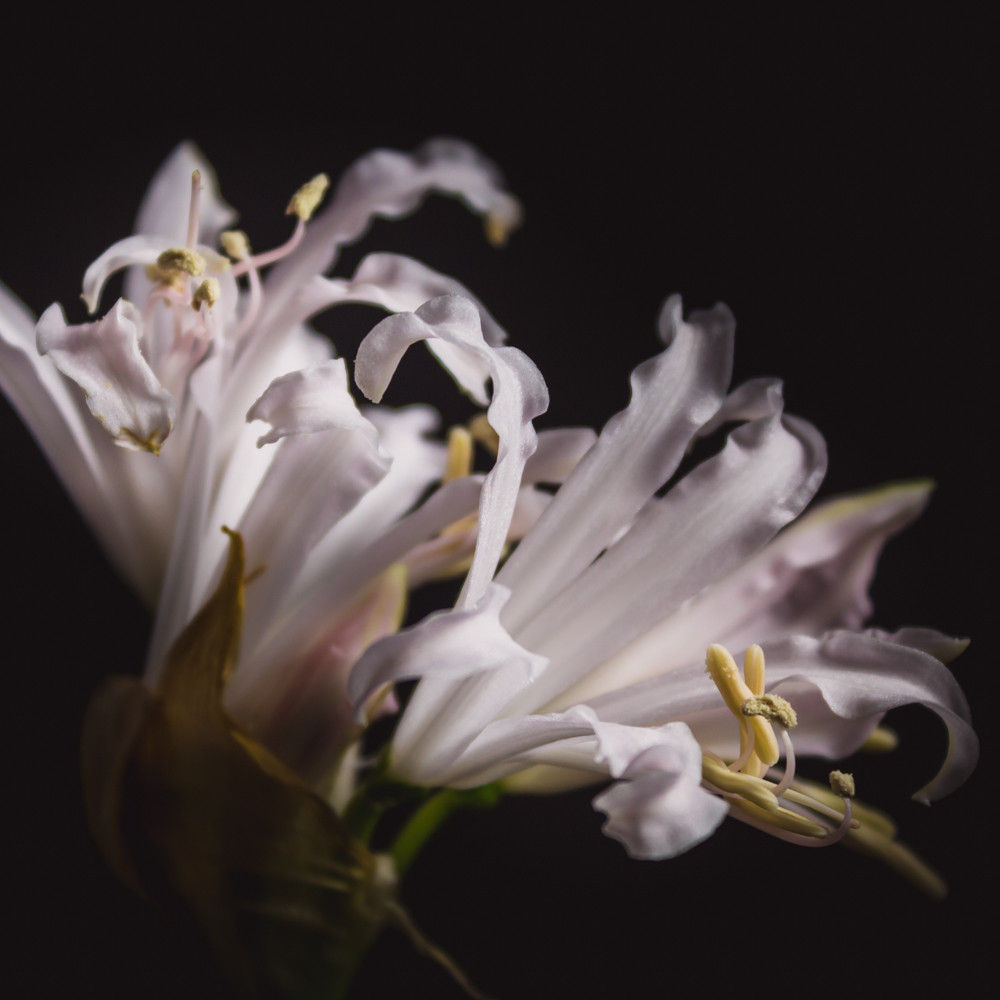 Nerine Bowdenii in bloemenkunst