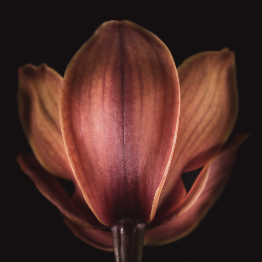 Orchidee in bloemenkunst