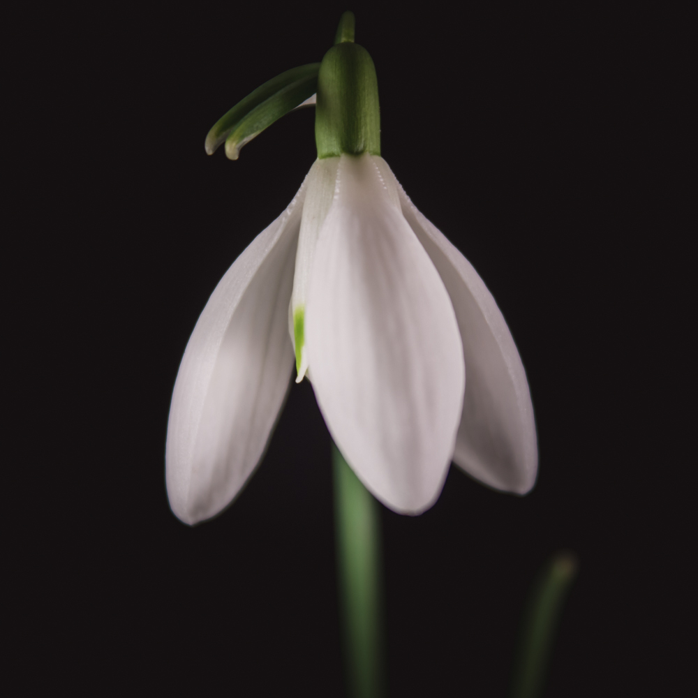 Sneeuwklokje in bloemenkunst