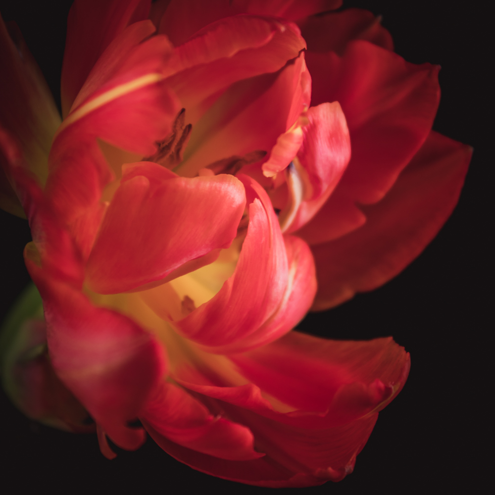 Tulp in bloemenkunst