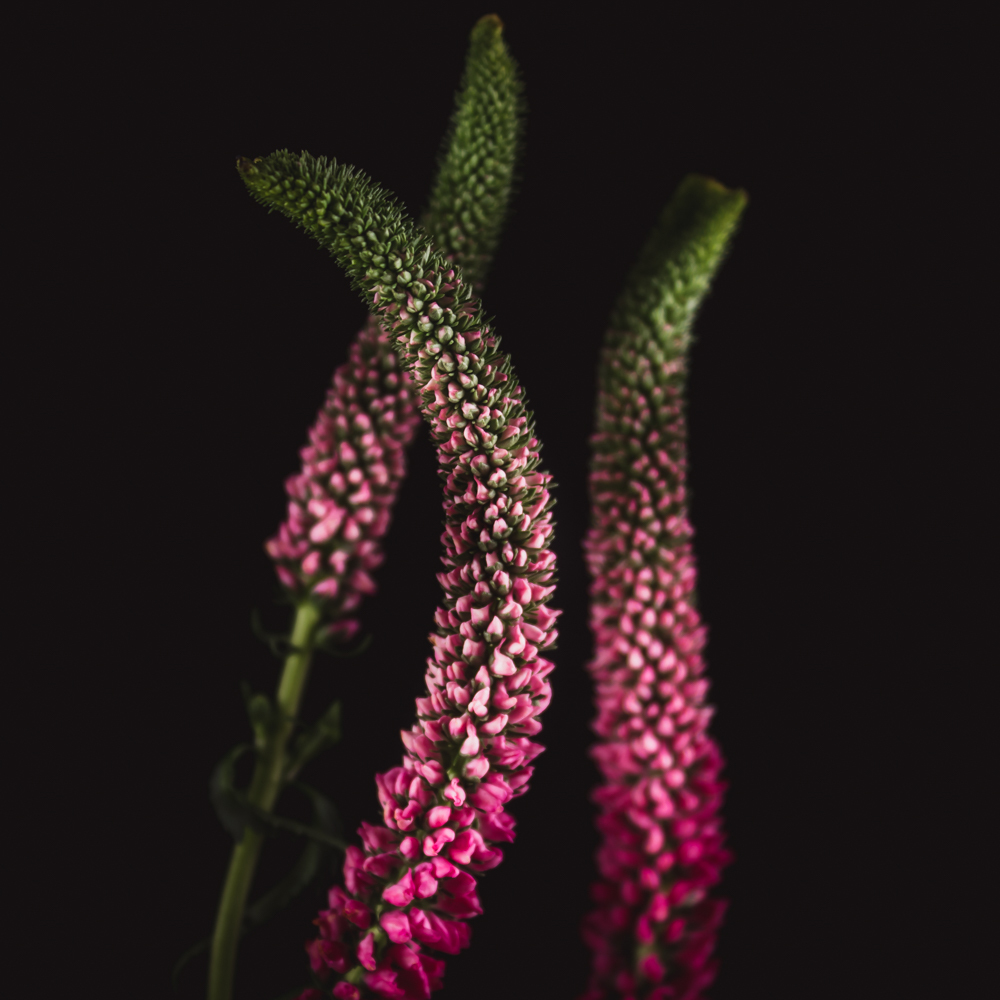 Veronica in bloemenkunst