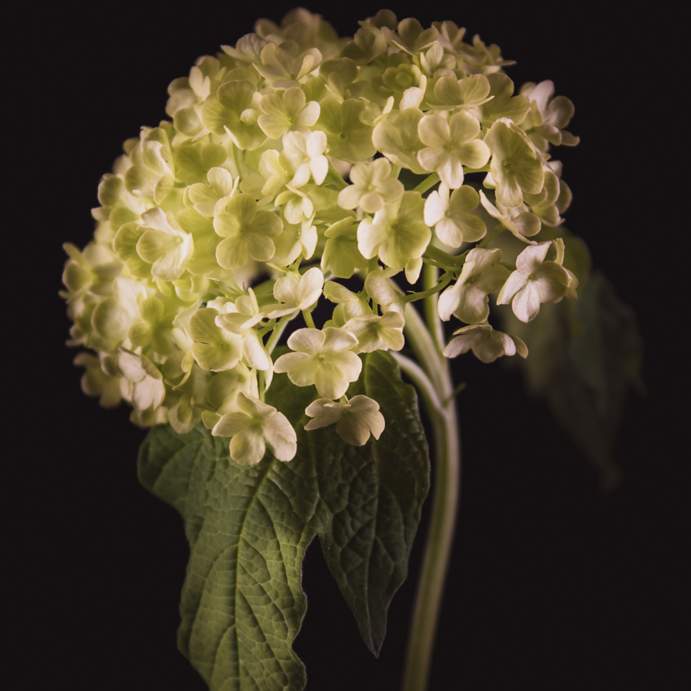 Viburnum in bloemenkunst