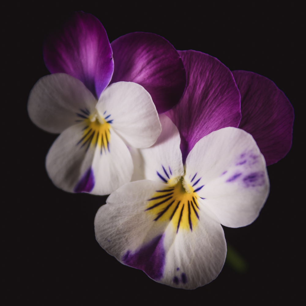 Viooltje in bloemenkunst