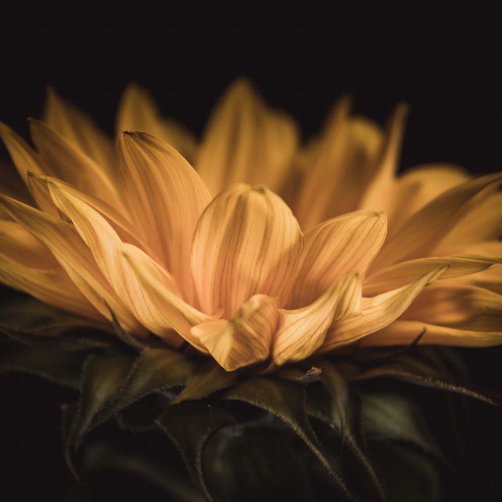 Zonnebloem in bloemenkunst