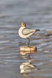 Strandlopers