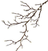 Magnolia tak 73cm