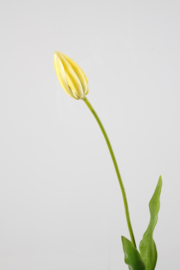 Tulp wit 66cm