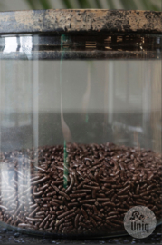 Glazen voorraadpot small