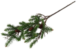 Kunst den picea S groen