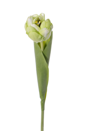 Tulp full bloom