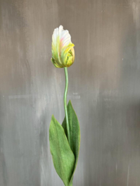 Tulp parrot, O 6cm/ H 9cm, 2 blad 64 cm