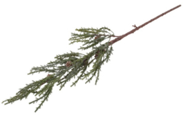 Kunst den Juniperus groen