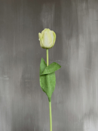 Tulp full bloom