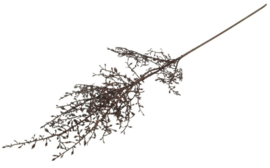 Kunst tak Corokia L d.bruin