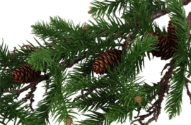 Kunst den picea S groen