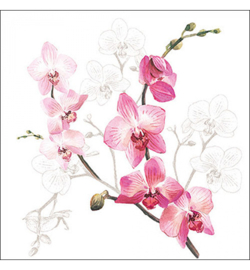 Orchid NR.74