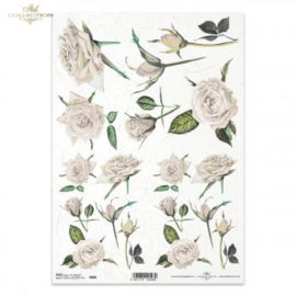 Witte rozen